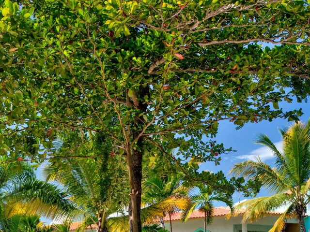 Gran Ventana Beach Resort photo 2