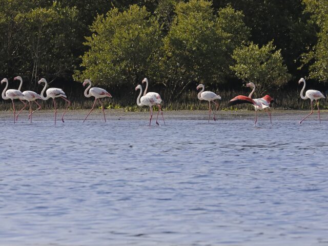 Flamingo Beach Resort photo 2