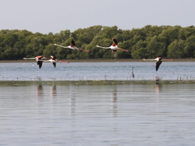 Flamingo Beach Resort photo 3