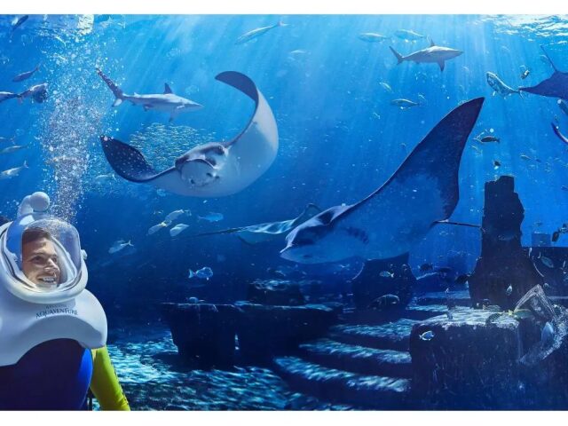 Atlantis The Palm photo 3