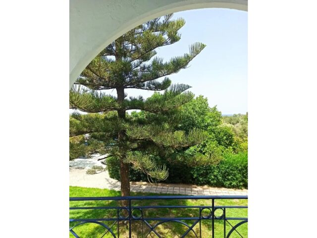 Summer Dream photo 1