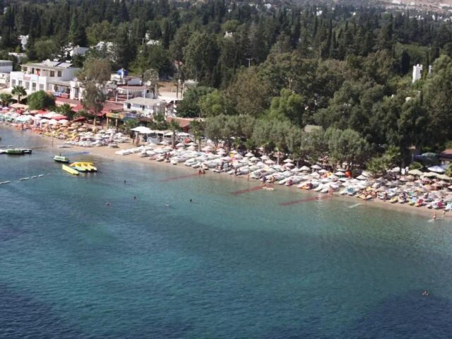 Okaliptus photo 0