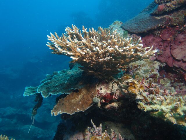 Rahaa Resort photo 3
