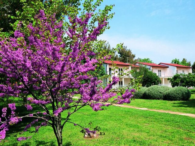 Ai Pini photo 0