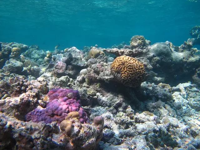 Kudafushi Resort photo 3