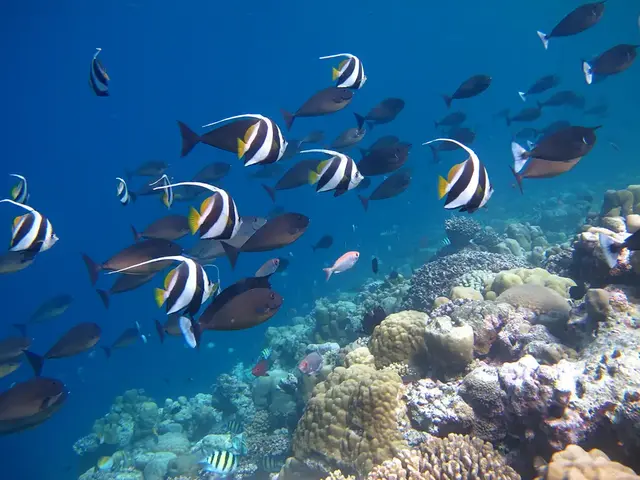 Kudafushi Resort photo 2