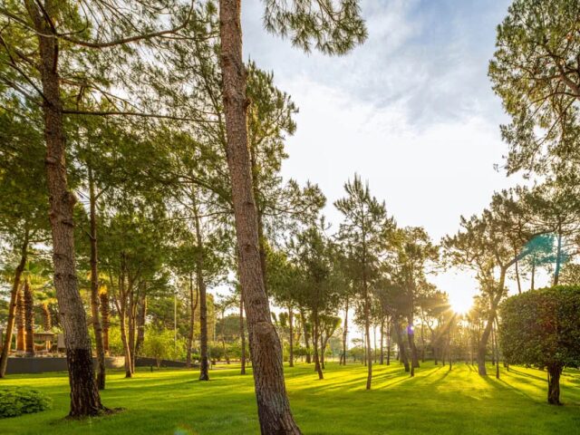 Balmy Foresta photo 2