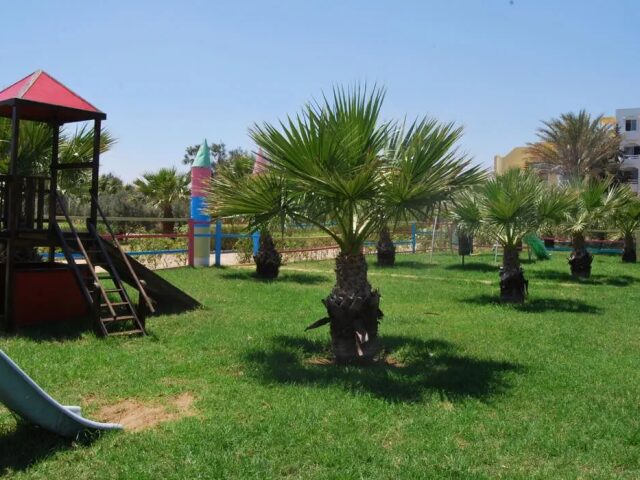 Thapsus photo 2