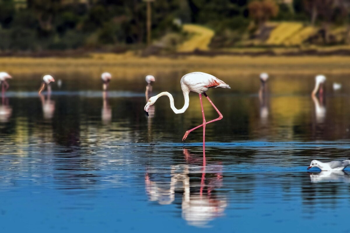 Larnaka, flamingi