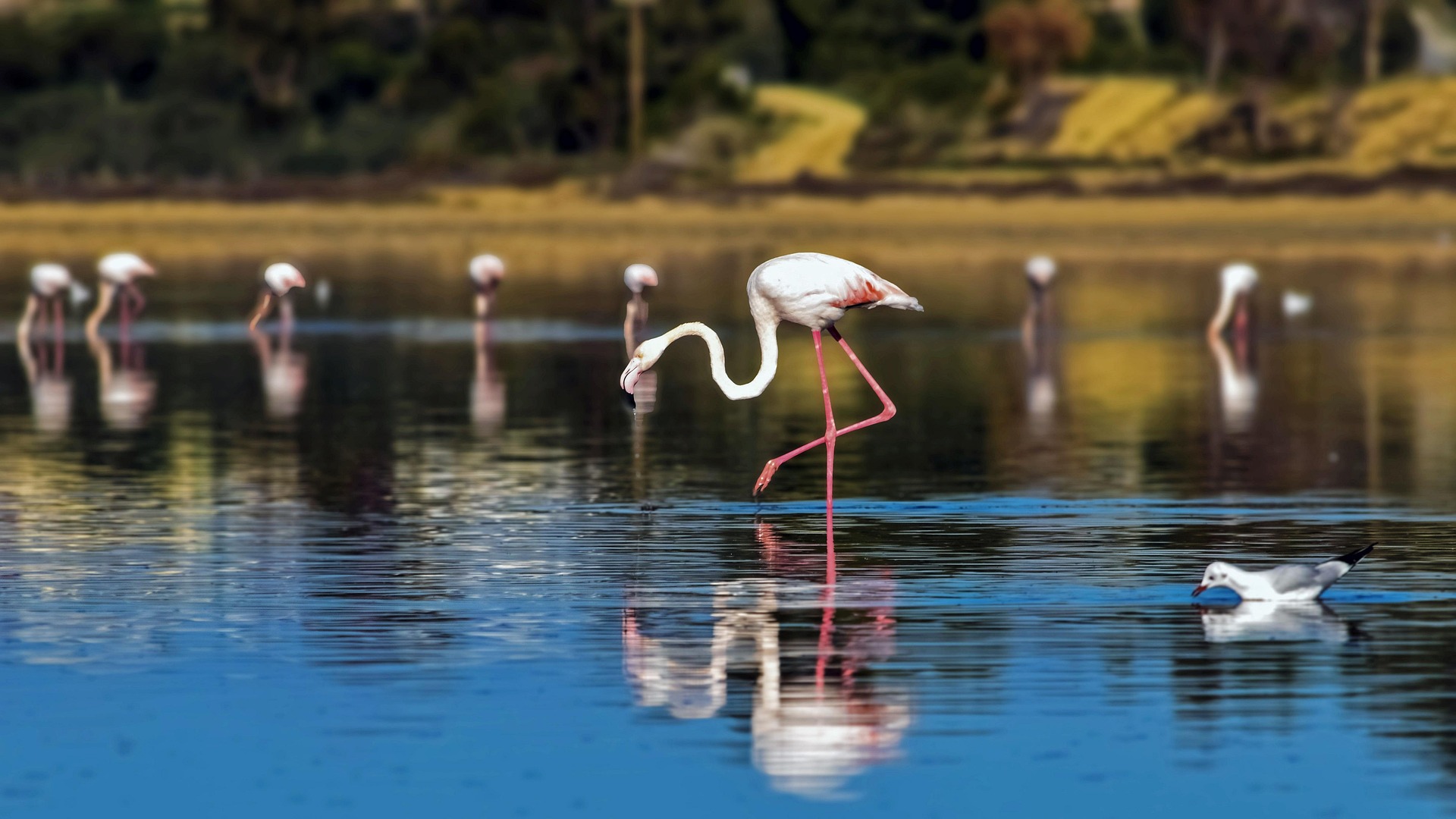 Larnaka, flamingi Larnaka, flamingi