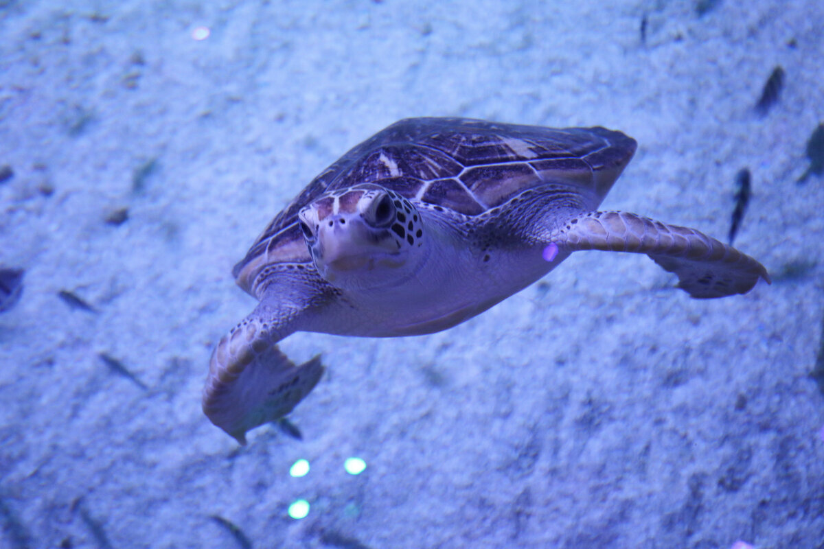Grand Aquarium, Hurghada