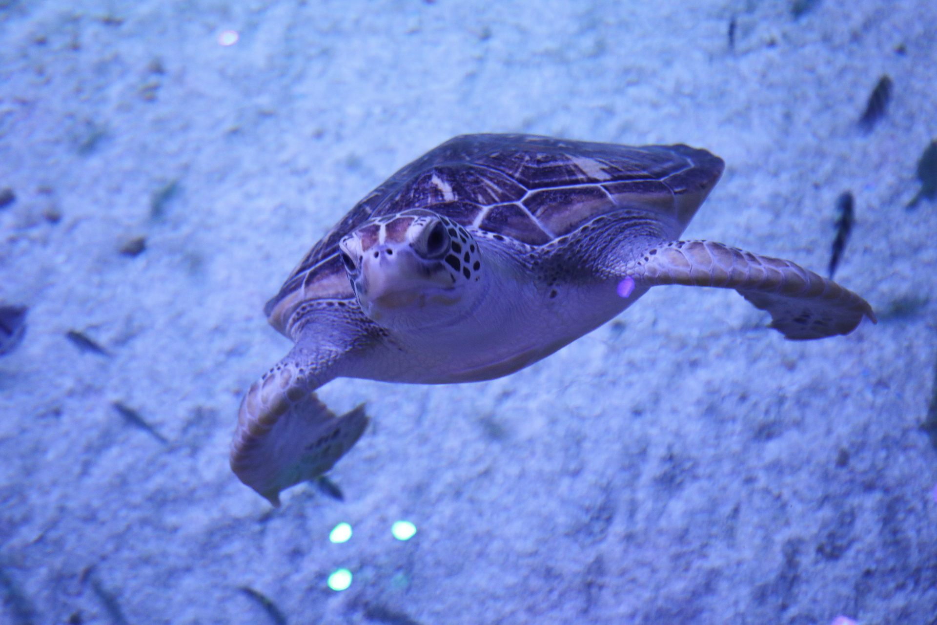 Grand Aquarium, Hurghada