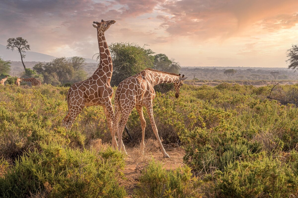 Kenia