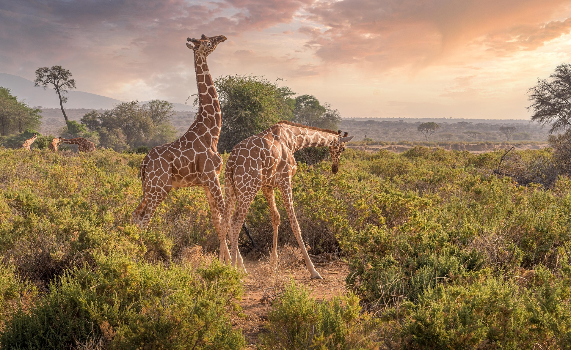 Kenia